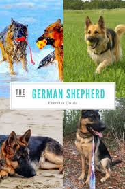 4 Fantastic Exercising Tips For Your German Shepherd