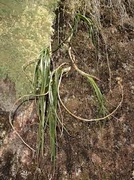 Image result for Aloe rulkensii