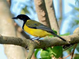 Image result for Walleria nutans