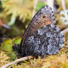 Image result for Isachne buettneri