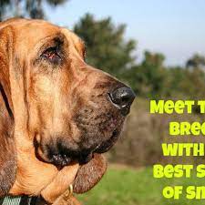 Which Dog Breeds Have The Best Sense Of Smell Top 10 Pethelpful