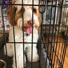 Check spelling or type a new query. 5 Biggest Puppy Training Mistakes