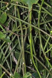 Image result for Cynanchum viminale