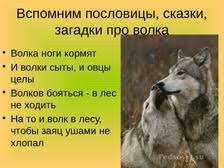 что значит пословица волков бояться в лес не ходить Prezentaciya Zhivotnye Kemerovskoj Oblasti Krupnye Hishnye Mlekopitayushie Nachalnye Klassy Okruzhayushij Mir Nachalnye Klassy Pedsovet Su