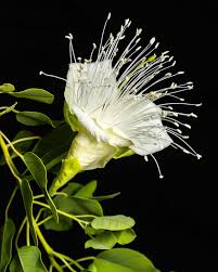 Image result for Capparaceae