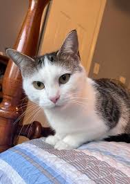 Adopt-A-Pet: Lisa Marie and Presley