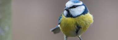 Die blaumeise können wir häufig an futterhäuschen beobachten. Blaumeise Bluhendes Osterreich