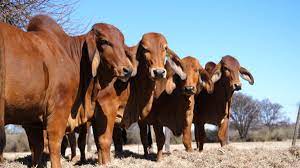 Breed of beef cattle developed in the s united states in the early 1900s by combining several breeds or strains of zebu zebu , domestic animal of the cattle. Docility In Brahman Cattle The Brahman Cattle Breeders Society Of South Africa