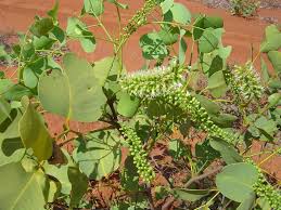 Image result for Erythrophleum