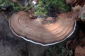 Image result for Ganoderma applanatum