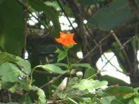 Image result for Mussaenda elegans