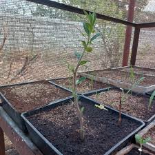 Image result for Multidentia concrescens