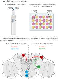 Neurotransmitters act in specific ways, but they can also be affected by diseases, drugs, or even the actions of other chemical messengers. Frontiers The Neurotransmitters Involved In Drosophila Alcohol Induced Behaviors Behavioral Neuroscience