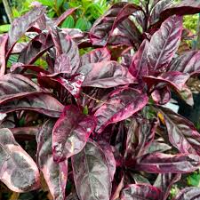 Image result for Pseuderanthemum