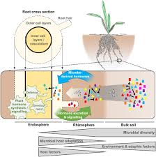 Cell division of plant hormone. Hormones As Go Betweens In Plant Microbiome Assembly Eichmann 2021 The Plant Journal Wiley Online Library