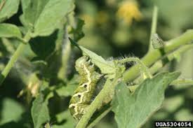 These worms feed on tomato leaves and flesh, leaving distorted leaves behind. Tomato Hornworms In Home Gardens Umn Extension