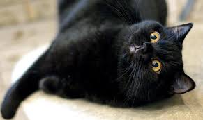 We did not find results for: Kucing Hitam British Penerangan Ciri Ciri Ciri Ciri Dan Ulasan