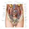 Urine travels through the ureters to the bladder.the bladder fills with urine, holding it until you're ready to release it. 3