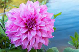 Dahlia Lavender Perfection Full Sun Blooms Mid Summer To Late Fall 3 4 T X 24 W Butterflies Dahlia Fragrant Garden Plants
