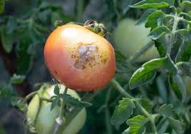 Image result for tomato seedling early blight