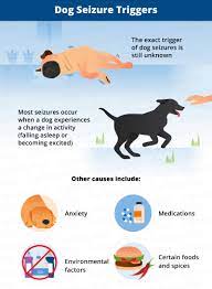 What Causes Seizures In Dogs Canna Pet