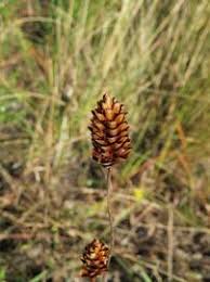 Image result for Xyris capensis