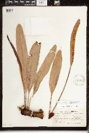 Image result for Elaphoglossum kivuense