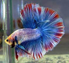The fish's ancestors are known to be. Betta Fish Crowntail Betta Fish Wholesale Trader From Howrah