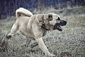 Kangal Coban Kopegi Kangal Kopegi Kopek Turleri Kopek