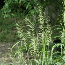 Image result for Elytrophorus spicatus