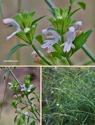 Image result for Leucas glabrata