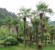 Maybe you would like to learn more about one of these? Trachycarpus Fortunei Wikipedia