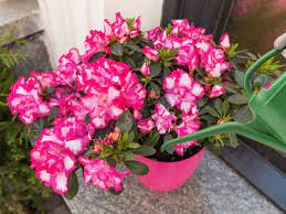 Repeat application every 10 days until control is obtained. Why Do My Indoor Azaleas Keep Dying Laidback Gardener