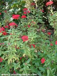 Image result for Pentas bussei