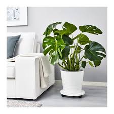 Monstera Swiss Cheese Plant Potted Plant Ikea Fromagerie Plantes De Decor De Maison Faux Philodendron