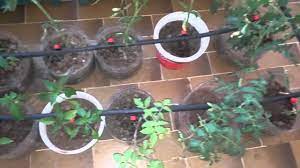 Damla sulama yapanlar son yıllarda iyice fiyatları düşen tarım ürünlerinden verim fazlalığı ve kalite sebebiyle iyi para kazanınca damla sulamaya talep daha da artmıştır. Evde Damlama Sulama Youtube