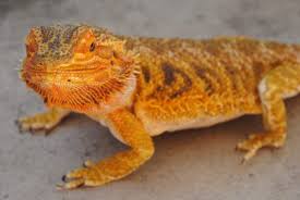 75 Inspiring Bearded Dragon Names For Male And Female