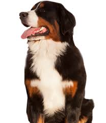 Related:vectra for cats 6 doses vectra 3d for dogs vectra for dogs. Vectra 3d