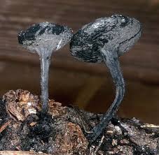 Image result for Nicolasia nitens