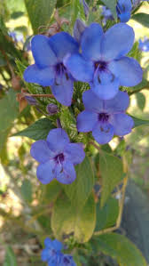 Image result for Eranthemum pulchellum