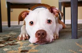 Your dog is not responding to voice commands one of the most common signs your dog is going deaf will be when he or. How To Tell If Your Dog Is Deaf Dog Hearing Tests To Carry Out At Home Cleaner Paws