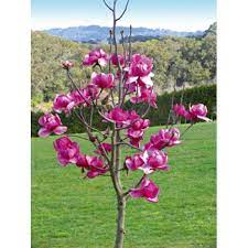 Black Tulip Magnolia Can Be Grown In A Pot Flowering Trees Trees For Front Yard Tulip Magnolia
