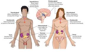 Endocrine System Male And Female Human Body Diagram