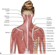 It is designed to be incredibly strong, protecting the highly sensitive nerve roots, yet highly flexible, providing for mobility on many different planes. Musculature Of The Cervical Spine Body Muscle Anatomy Muscle Anatomy Muscular System Anatomy