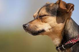 Januar geboren sie sind geimpft und entwurmt. Chihuahua Mix Mischling Chihuahuaseite De