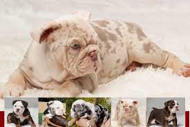 The standard was reformatted in 1990 with no changes in wording. With Flying English Bulldog Colors Different English Bulldog Colors English Bulldogs Deluxe Bulldogs Adoption Providing Quality Akc Bulldog Puppies