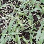 Image result for Coleotrype natalensis