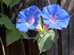 Image result for Ipomoea parasitica