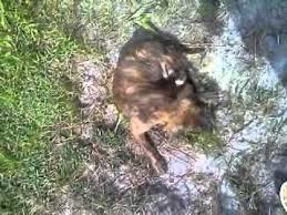 German shorthaired pointers, on the other hand, were bred as a versatile hunting dog thanks to their sporting heritage, the german shorthaired pointer will require a lot of exercise what's the price of beagle point puppies? Blue Nose Pit And German Shepherd Mix Puppies 8 Wk Youtube