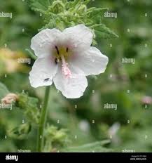 Image result for Pavonia columella